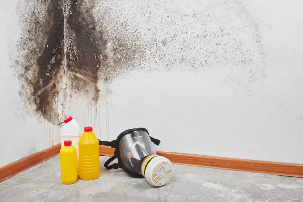 Why You Should Choose Our Mold Remediation Services in Leitchfield, KY